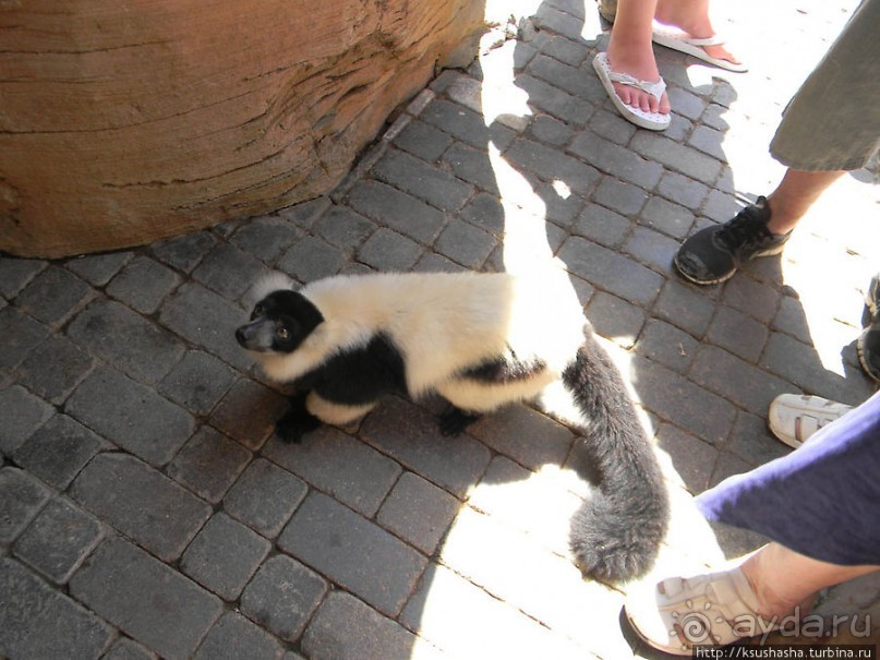 фото Фуенгиролы