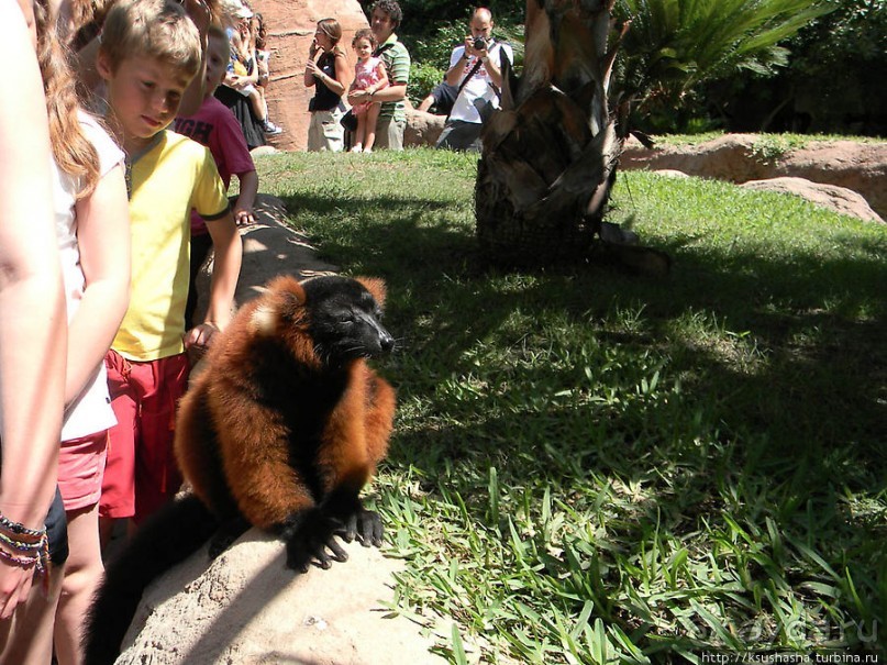 фото Фуенгиролы