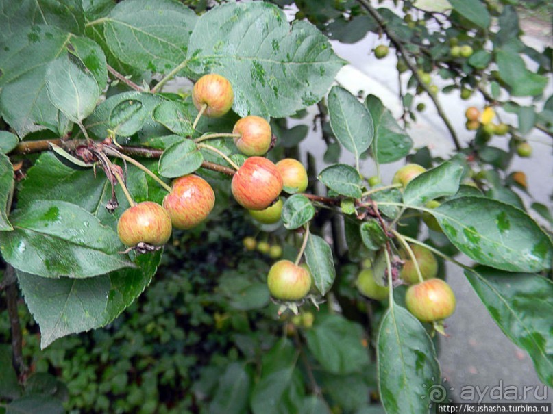 Триста шестьдесят пять окон в Году