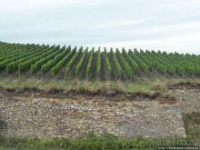 Над виноградниками Рюдесхайма