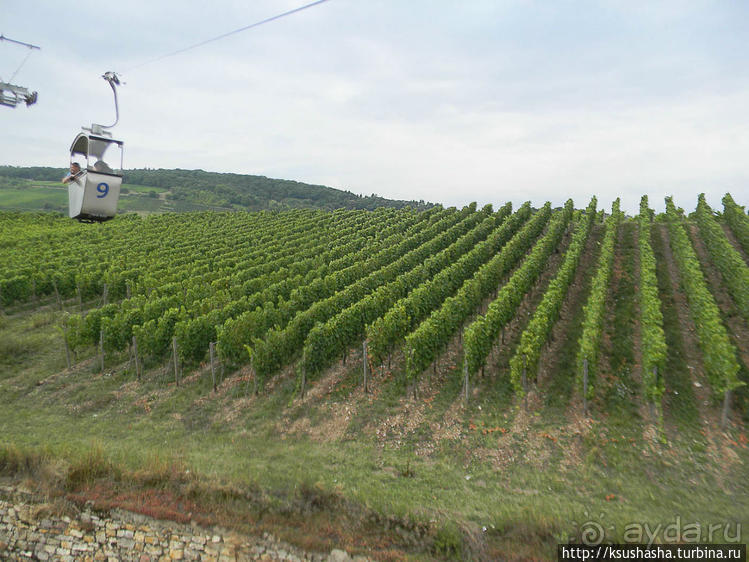Над виноградниками Рюдесхайма