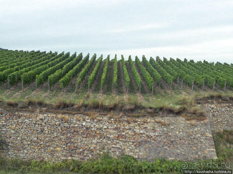 Над виноградниками Рюдесхайма