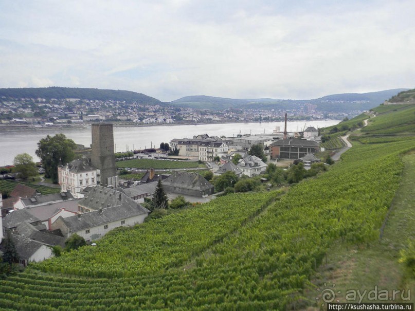 Над виноградниками Рюдесхайма