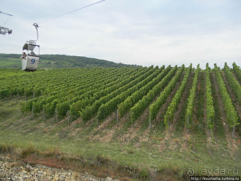Над виноградниками Рюдесхайма