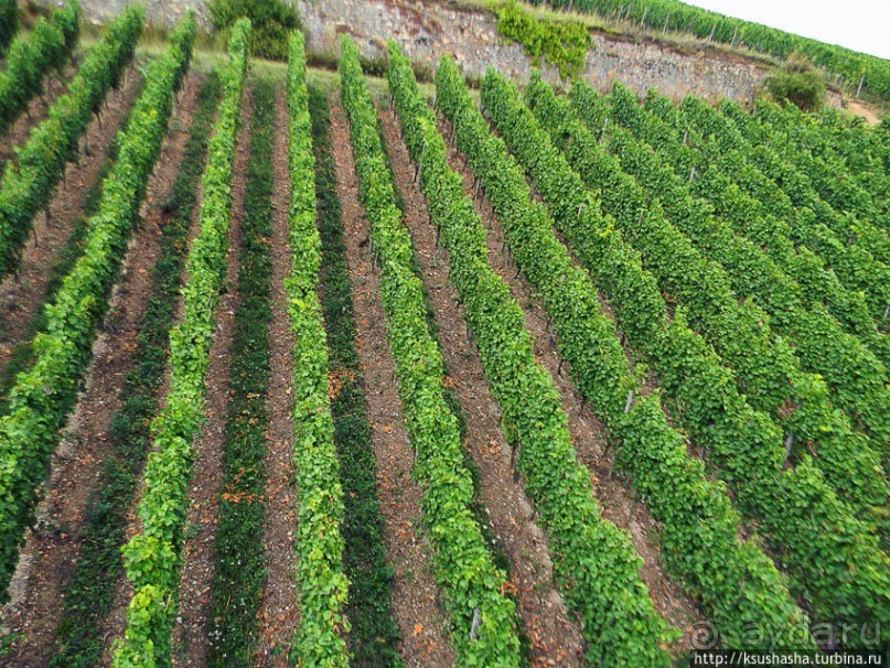 Над виноградниками Рюдесхайма
