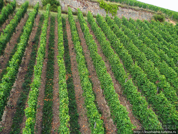 Над виноградниками Рюдесхайма