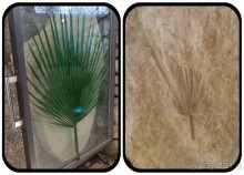 Ледниковый сад