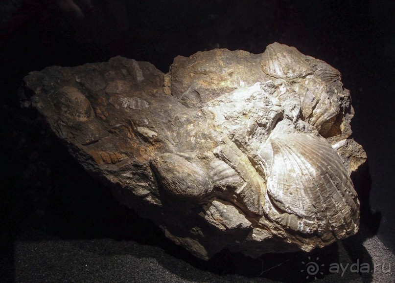 Ледниковый сад Ледниковый сад