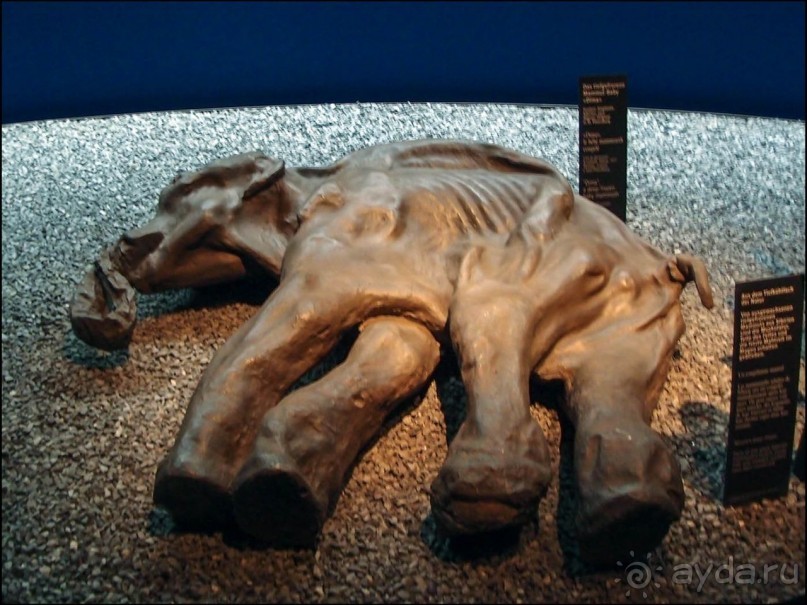 Ледниковый сад Ледниковый сад