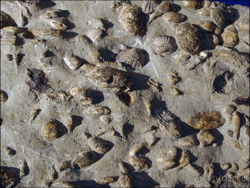 Ледниковый сад Ледниковый сад