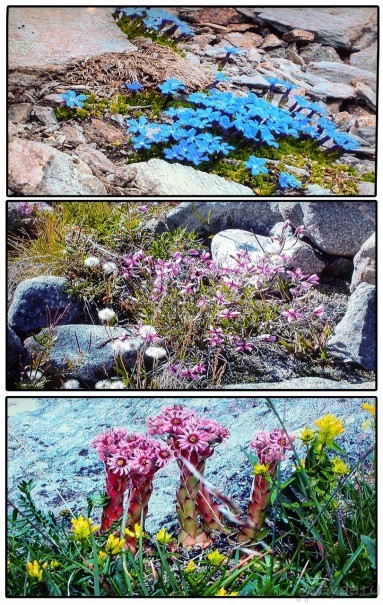 Ледниковый сад