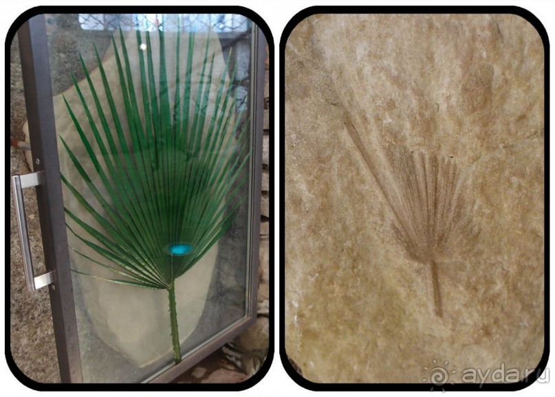 Ледниковый сад