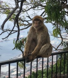 Встреча с Гибралтаром. День в особом мире