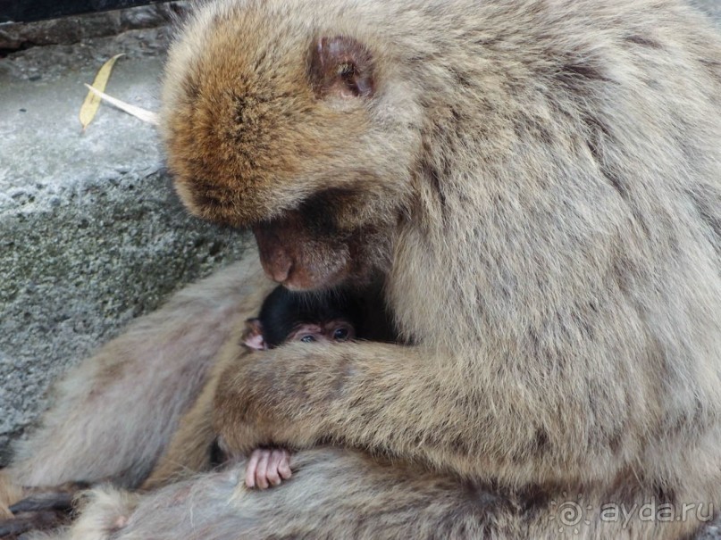 Встреча с Гибралтаром. День в особом мире