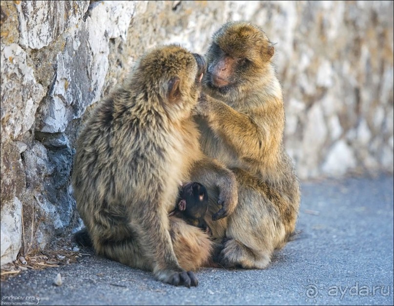 Встреча с Гибралтаром. День в особом мире