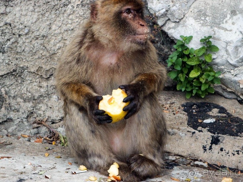 Встреча с Гибралтаром. День в особом мире