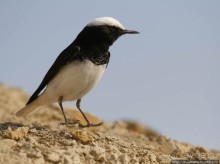 Гора Сдом - соляное чудо Израиля