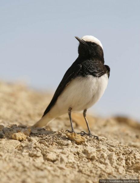 Гора Сдом - соляное чудо Израиля