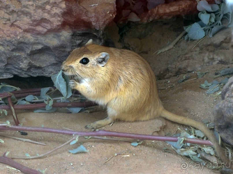 Волшебство пустыни. Махтеш Рамон
