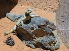 Волшебство пустыни. Махтеш Рамон