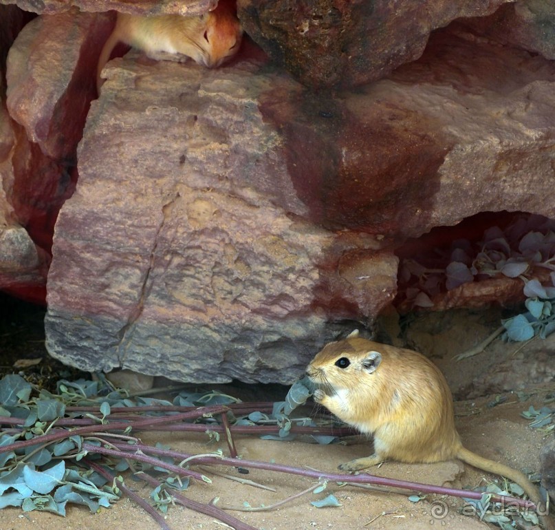 Волшебство пустыни. Махтеш Рамон