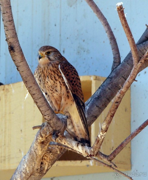 Волшебство пустыни. Махтеш Рамон