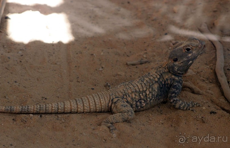 Волшебство пустыни. Махтеш Рамон