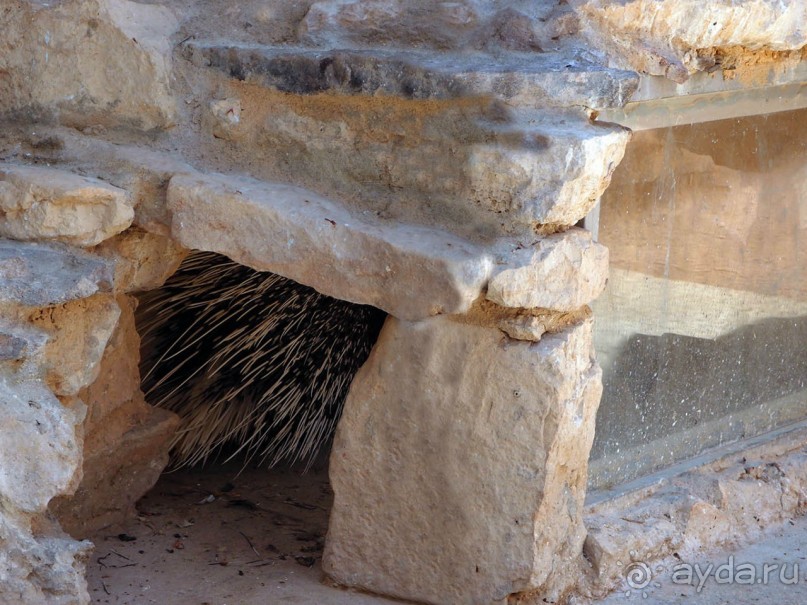 Волшебство пустыни. Махтеш Рамон