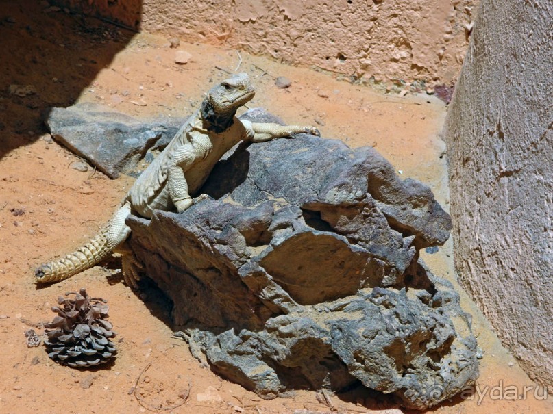 Волшебство пустыни. Махтеш Рамон