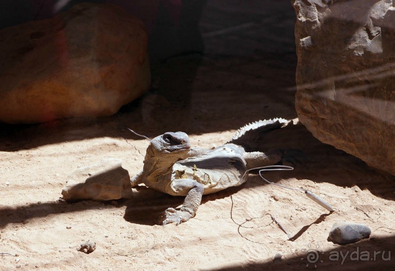 Волшебство пустыни. Махтеш Рамон