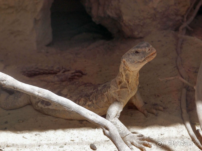 Волшебство пустыни. Махтеш Рамон