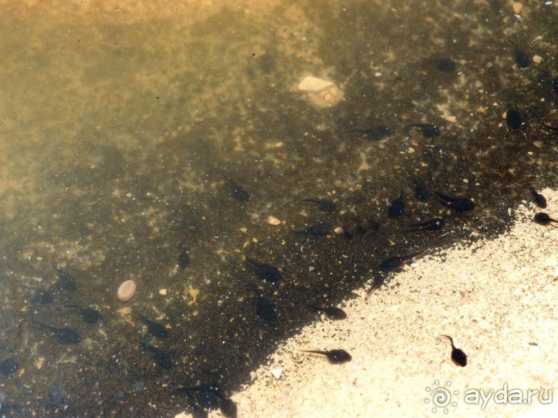 Волшебство пустыни. Махтеш Рамон