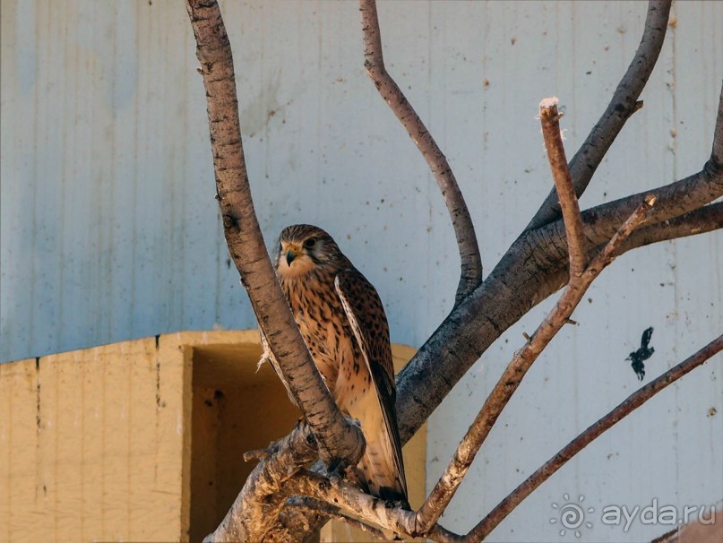 Волшебство пустыни. Махтеш Рамон