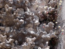 Культурная икона Португалии