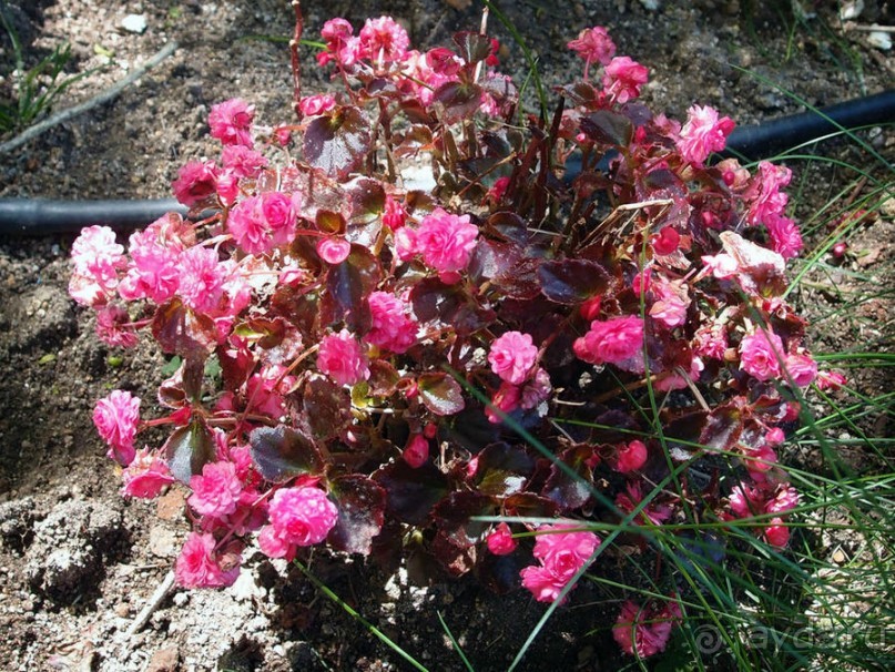 Культурная икона Португалии