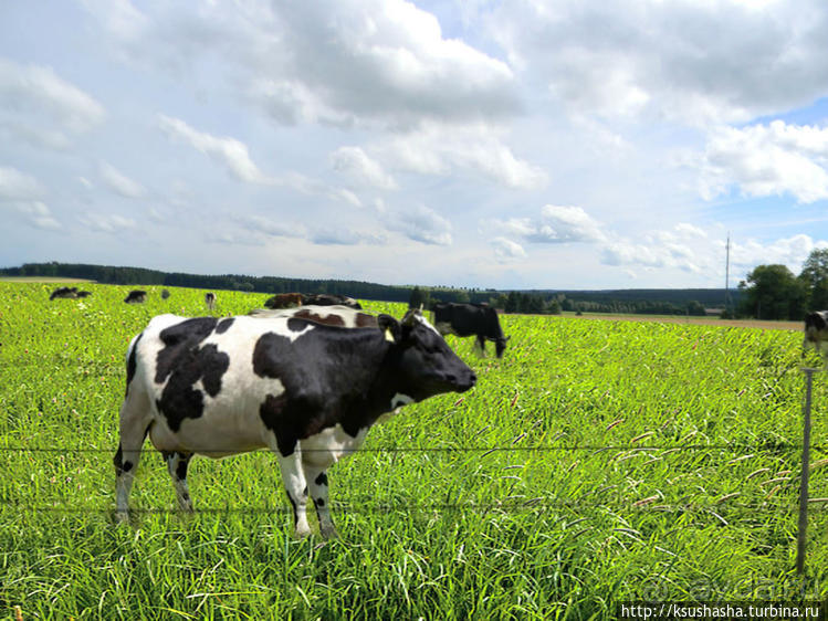Лесная "глубинка" (ч.1). Рётенбах