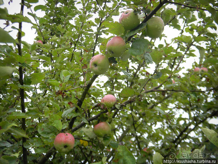 Лесная "глубинка" (ч.1). Рётенбах