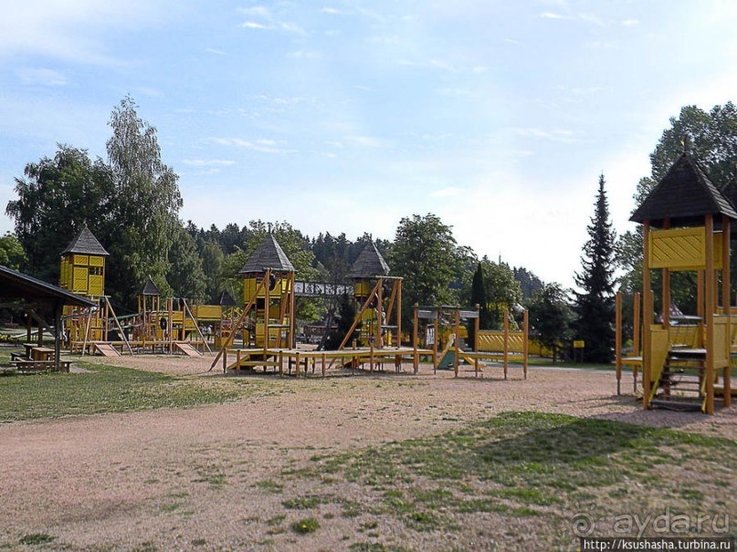 Кенгуру под сосной