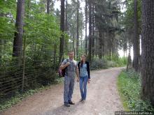 Кенгуру под сосной