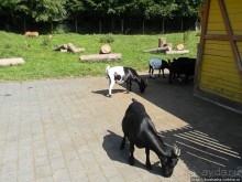 Кенгуру под сосной