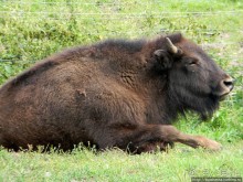 Кенгуру под сосной