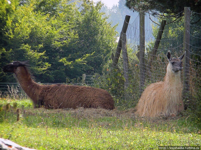 Кенгуру под сосной