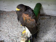 Кенгуру под сосной