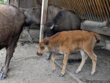 Кенгуру под сосной