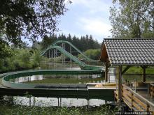 Кенгуру под сосной