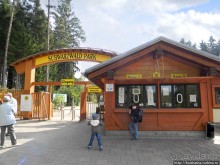 Кенгуру под сосной