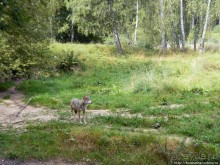 Кенгуру под сосной