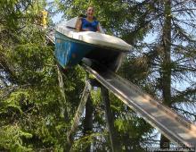 Кенгуру под сосной