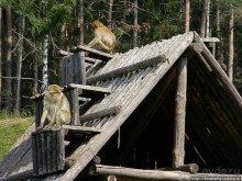 Кенгуру под сосной