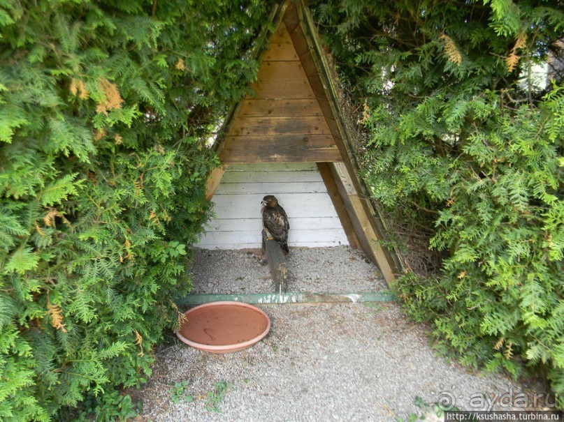 Кенгуру под сосной